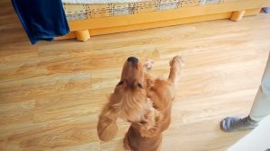 Английский кокер спаниель Молли (февраль 2017, дрессировка)