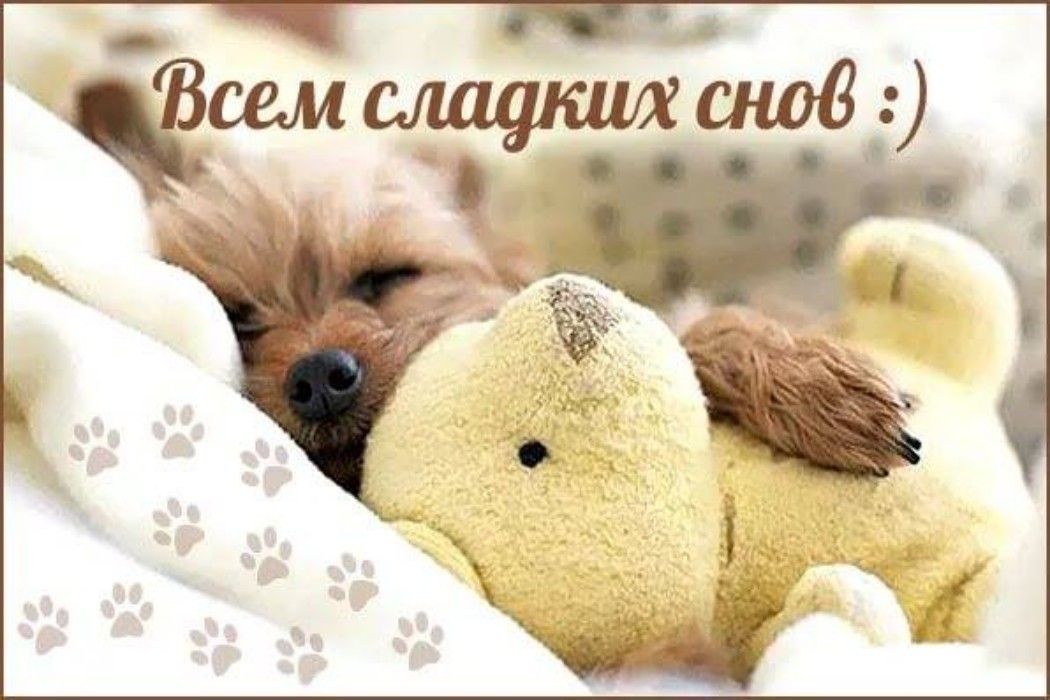 Картинки спокойно сладких. Всем сладких снов. Спокойной ночи сладких снов. Собачка желает спокойной ночи. Сладких снов вам.