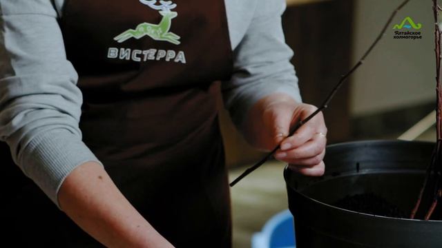 ПРИВИВКА ЯБЛОНИ ЗИМОЙ | ЗИМНЯЯ ПРИВИВКА ОСОБЕННОСТИ И СЕКРЕТЫ