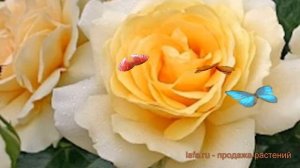 Роза чайно-гибридная Винтер Сан (kordes’ jubilee) ? обзор: как сажать, саженцы розы Винтер Сан