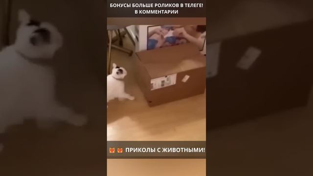 ?? Смешные видео с животными: угар и веселье гарантированы! ВЫПУСК 228