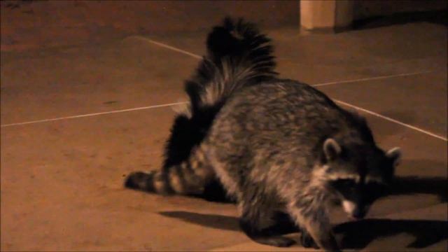Skunk vs raccoons / Скунс против енотов смотреть онлайн