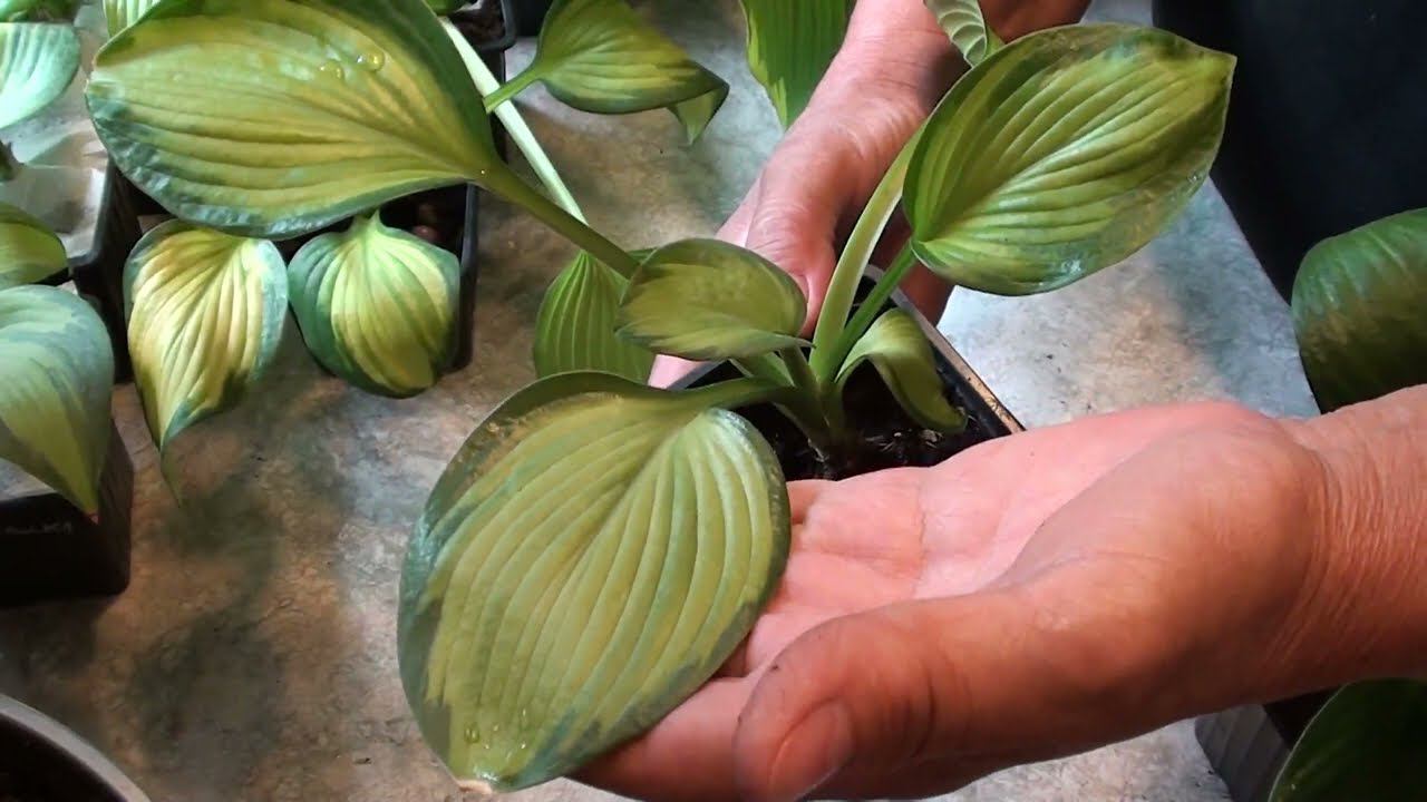 Готовлю посылку с хостами .И предложение на продажу - хосты. смотреть онлайн