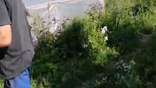 Трактор Т-16 Размеры куна смотреть онлайн