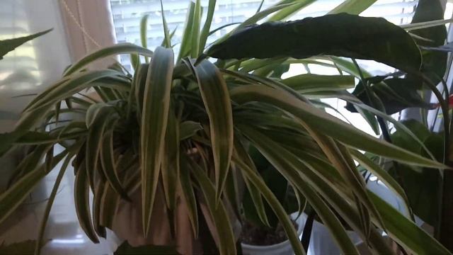 Комнатные Растения. Кухонный Подоконник. Новиночка. 5 Июля смотреть онлайн