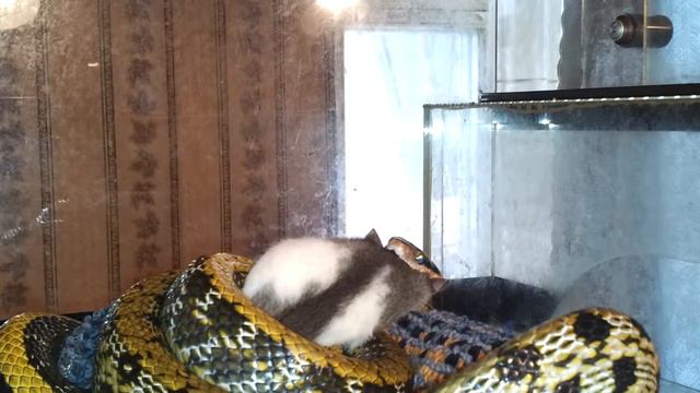 поедание крысы часть 2 смотреть онлайн