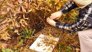 ЖИМОЛОСТЬ осенняя обрезка, подготовка к новому сезону