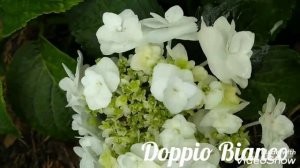 19июля2019 Первое соцветие Крупнолистной Гортензии Doppio Bianco