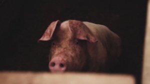 Домашние животные для детей Звуки домашних животных Как говорят животные