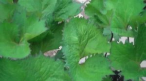 Leslie's Favorite Plant for Shade - Ligularia