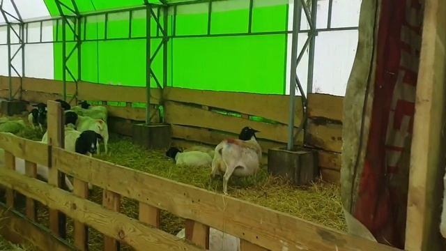 Котные овцы Дорпер. Подвоз сена. Заказ комбикорма #dorpersheep #dorper #дорпер #семейнаяферма #ram