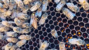 13 ноября. Перед зимой в семье пропала матка, что делать?