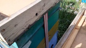 Первая кочевка пасеки.На чем перевожу пчел.
