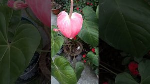 Anthurium plant