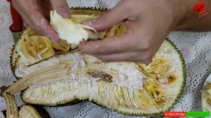 JACK MEYVESİ  #jackfruit #fruitdejack #tropischefrucht #tropikalmeyve #fruitexotique #tropicalfruit