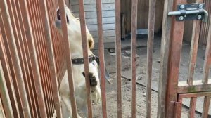 Хозяин, найдись! Песня про собак из приюта