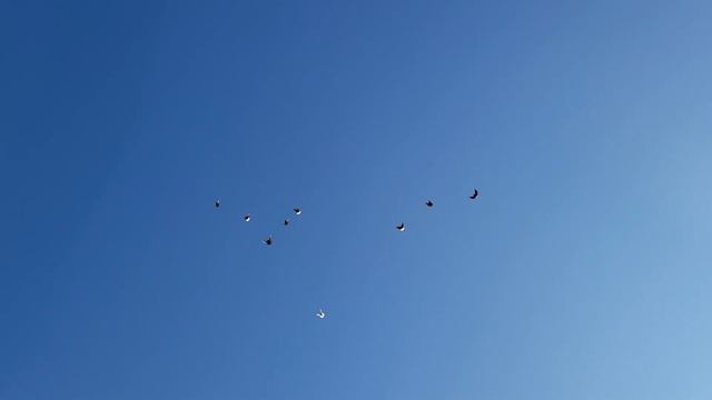 Жара. Голуби в небе. смотреть онлайн