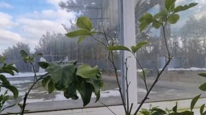 Обзор оранжереи и дегустация кумкватов Мейва и Обовата, 13.02.22 г, Киевская область