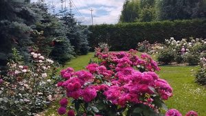 Домэн дэ Сэн Жан де Борегар