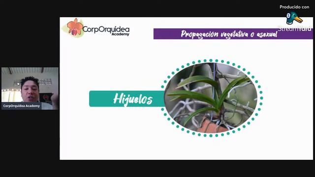 Libro Pirámide del Orquicultor: Propagar, Sembrar y Conservar смотреть онлайн