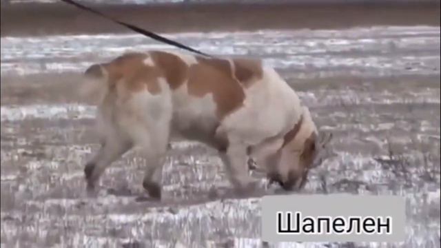 Знаменитый Шункар / История происхождения