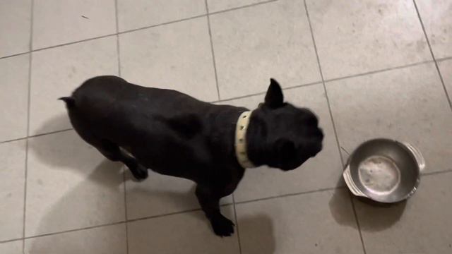 Французские бульдоги и Лирик получают магарыч… смотреть онлайн