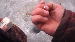 Готовим шпроты из окуней и плотвы, кадры с последней рыбалки !