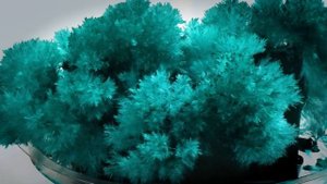 КОРАЛЛЫ. Выращивание кристаллов