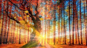 Клен Осень Листопад – Футаж