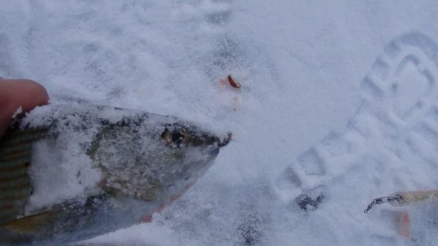 Рыбалка с ледового заберега, по шуге. смотреть онлайн