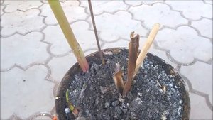 КАННЫ ВЕСНОЙ / ПОСАДКА КАННЫ В ОТКРЫТЫЙ ГРУНТ / КАННЫ ВЫРАЩИВАНИЕ В САДУ / ОРГАНИЧЕСКОЕ ЗЕМЛЕДЕЛИЕ