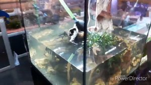 Aquael Glossy Cube Aquascape