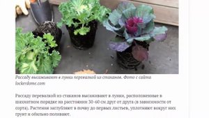 Декоративная капуста  кружева и рюши в цветнике до зимы