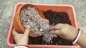 Ixora Root Pruning / Cutting/ Repotting / Root Bound Ixora Plants / How to Save a Dying Ixora Plant