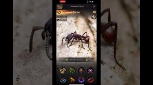 The Ants. Кровавый Гигант. Остров