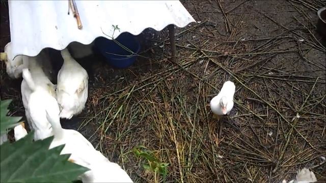 Пекинские утки, кросс "Благоварский". Наши первые утки. Семейный архив. смотреть онлайн