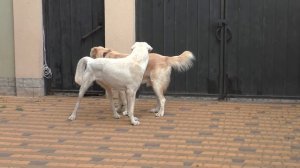 Среднеазиатская Овчарка и Турецкий Акбаш. Central Asian Shepherd Dogs and Turkish Akbash.