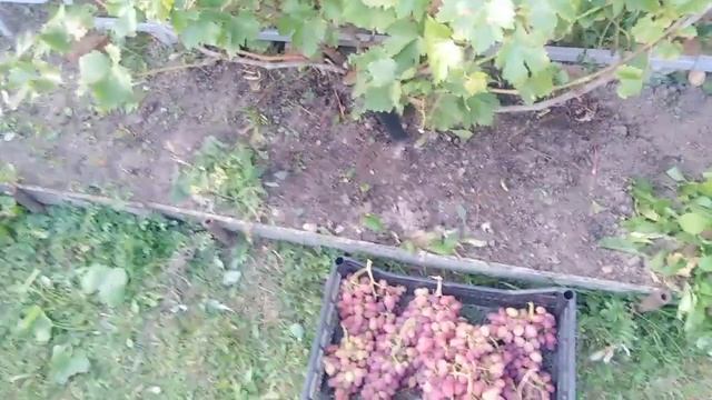 Гуляем по дачам Подмосковья 2019 смотреть онлайн