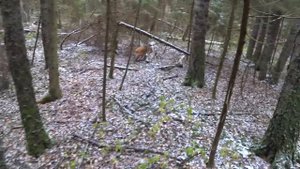 Охота на зайца с Русскими гончими 26 10 23