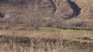 Охота с борзыми.Сезон 2023-2024 (1часть)