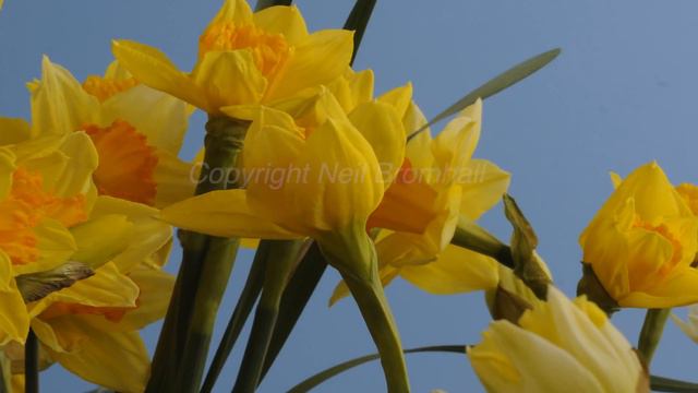 Daffodils opening and rotating time lapse смотреть онлайн