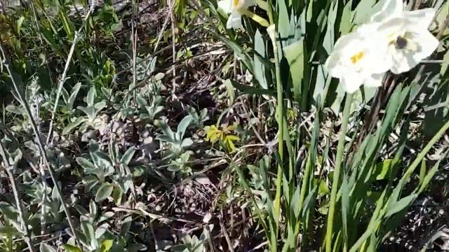 Обзор дачі Які квіти цвітуть що відцвіло в саду Травень 2023 Мій сад