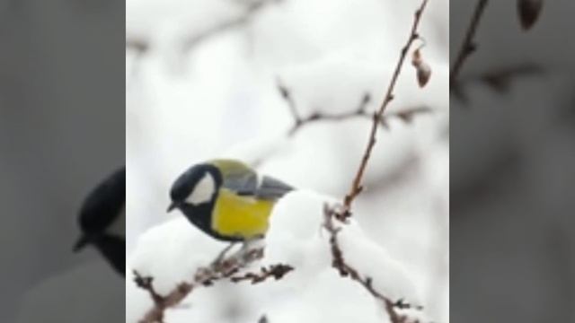 #басня Глупая синица смотреть онлайн