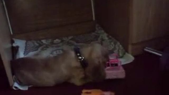 Кокер спаниель щенок (2 месяца) \ English cocker spaniel puppy смотреть онлайн