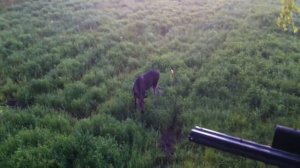 Охота на кабана с вышки