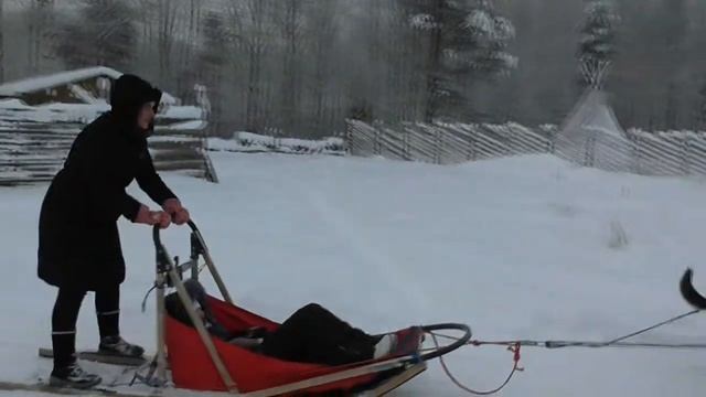 Питомник хаски в Карелии. Катание на собачьих упряжках смотреть онлайн