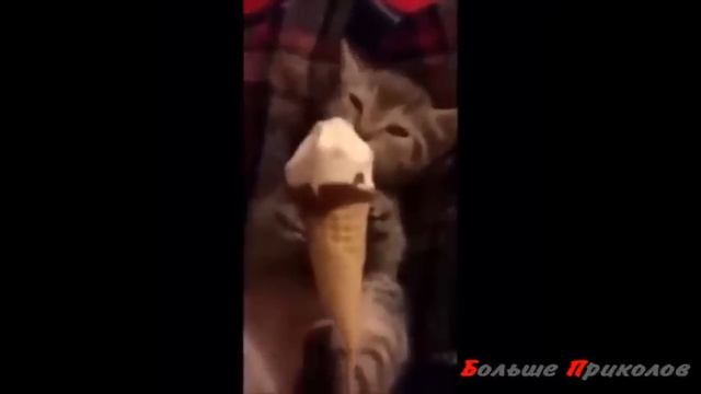 Лучшие COUB приколы .Сжечь весь Париж. смотреть онлайн