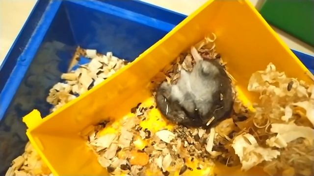 Хомячки живут совсем не долго по сравнению с другими животными смотреть онлайн