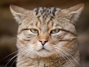 Европейская короткошерстная кошка