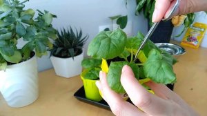 ПЕЛАРГОНИЯ - ЛЕГКО! Прищипка и первая подкормка пеларгоний